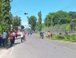 Satgas Siaga Bencana Pangkas Sejumlah Pohon Rawan Tumbang