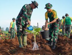 Lagi, Pangdivif 3 Kostrad Kerahkan Prajurit Tanam 3.200 Pohon Pisang Cavendish di Lahan Kosong