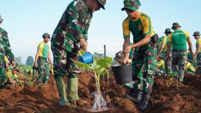Lagi, Pangdivif 3 Kostrad Kerahkan Prajurit Tanam 3.200 Pohon Pisang Cavendish di Lahan Kosong