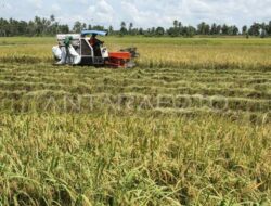Petani Sulsel Segera Dapat Suntikan 5 Juta Kg Bantuan Benih Padi