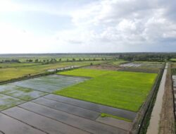 Tanpa Impor, Serapan Beras Bulog Januari-Mei Tertinggi dalam 57 Tahun