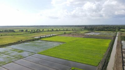 Tanpa Impor, Serapan Beras Bulog Januari-Mei Tertinggi dalam 57 Tahun