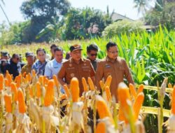 Hadiri Panen Raya, Wabup Darmawangsyah Dorong Inovasi Tingkatkan Produksi Jagung di Gowa
