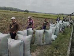 Petani dan Penggilingan Kecil Nikmati Panen dengan Harga Menguntungkan