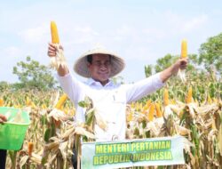 Dihadiri Mentan Amran, Panen Raya Jagung di Gowa Capai 7.153 Ton
