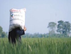 Pertama Kali dalam Sejarah, Harga Pupuk Subsidi Turun 20 Persen