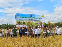 Bone Masuk 5 Besar Produksi Beras Tertinggi di Indonesia, Bupati: Alhamdulillah