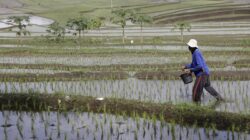 Kementan Gencarkan Percepatan Tanam di 10 Provinsi untuk Jaga Produksi Padi, Termasuk Sulsel