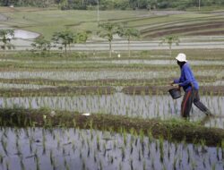 Kepuasan Petani Terhadap Kinerja Kementerian Pertanian Capai 84 Persen