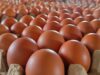Kementan Kawal Stabilisasi Harga Telur Lewat Penguatan Serapan dan Distribusi