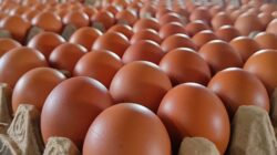 Kementan Kawal Stabilisasi Harga Telur Lewat Penguatan Serapan dan Distribusi