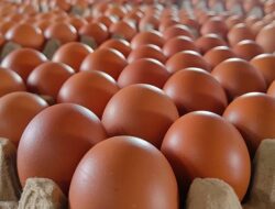 Digelar 14 Oktober, 10.000 Anak Ikuti Gerakan Gemar Makan Telur di HUT ke-356 Sulsel