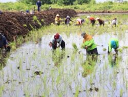 Puncak Musim Hujan, BMKG: Momentum Tingkatkan Produksi Pangan Nasional