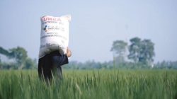 Kabar Baik bagi Petani, Pupuk Subsidi 2026 Sudah Bisa Ditebus Mulai 1 Januari