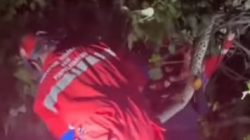 Melilit di Pohon, Ular Piton 5 Meter Gegerkan Warga