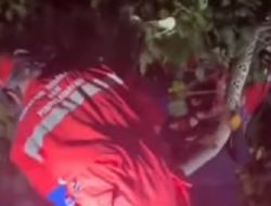 Melilit di Pohon, Ular Piton 5 Meter Gegerkan Warga