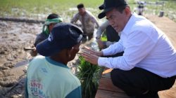 Rehabilitasi 98.000 Hektar Sawah Pascabencana di Sumatera, Mentan Amran: Ini Tanggung Jawab Negara