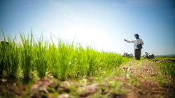 BPS: Produksi Beras 2025 Meningkat 13,36 Persen, Tembus 34,71 Juta Ton