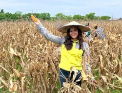 Petani Binaan PT Vale Panen Jagung Pakan, Wujudkan Ketahanan Pangan Berkelanjutan