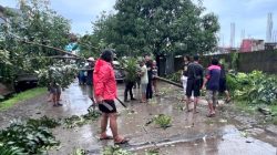 Angin Kencang Tumbangkan Sejumlah Pohon, Arus Lalulintas Sempat Terganggu