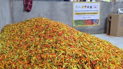 Kementan Guyur Pasokan Cabai ke Pasar untuk Tekan Lonjakan Harga