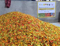 Kementan Guyur Pasokan Cabai ke Pasar untuk Tekan Lonjakan Harga