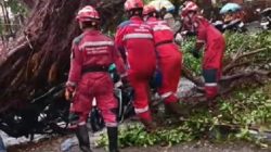 Hujan dan Angin Kencang di Makassar, Sejumlah Pohon Tumbang Timpa Mobil-Motor