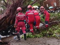 Hujan dan Angin Kencang di Makassar, Sejumlah Pohon Tumbang Timpa Mobil-Motor