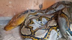 Heboh! Ular Piton Sepanjang 6 Meter Telan Anak Sapi