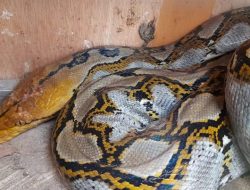 Heboh! Ular Piton Sepanjang 6 Meter Telan Anak Sapi