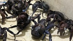 Puluhan Kepiting Kenari Diamankan di Pelabuhan Soekarno-Hatta Makassar
