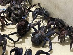 Puluhan Kepiting Kenari Diamankan di Pelabuhan Soekarno-Hatta Makassar