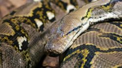 Geger, Ular Piton Sepanjang 7 Meter Melilit Anjing