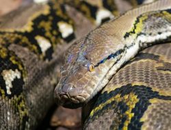 Geger, Ular Piton Sepanjang 7 Meter Melilit Anjing