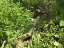 Geger! Ular Piton “Raksasa” Mangsa Ternak Warga, Panjangnya Capai 9 Meter