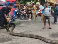 Damkar Parepare Evakuasi Ular Piton Sepanjang 2,5 Meter, Sempat Mangsa 6 Ayam