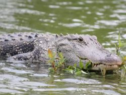 Pria Lansia Luka-luka Diterkam Buaya saat Seberangi Sungai di Polman
