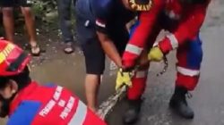 Geger, Ular Piton Sepanjang 5 Meter Ditemukan di Saluran Air Pemukiman Warga Jl Andi Mangerangi Makassar