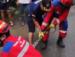 Geger, Ular Piton Sepanjang 5 Meter Ditemukan di Saluran Air Pemukiman Warga Jl Andi Mangerangi Makassar