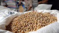 Kementan Jaga Stabilitas Kedelai, Harga Acuan Disepakati Rp11.500 per Kg