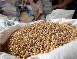 Kementan Jaga Stabilitas Kedelai, Harga Acuan Disepakati Rp11.500 per Kg