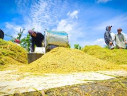 Rekor Baru! Stok Beras Nasional Capai 4,3 Juta Ton, Tertinggi Sepanjang Sejarah