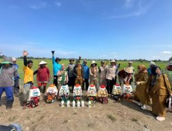 Kementan Gaspol Tangani Hama Padi di Pinrang, 5.000 Hektare Diselamatkan