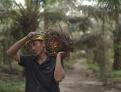 Ekspor CPO Menguat, Nilai Tembus US$4,69 Miliar di Awal 2026