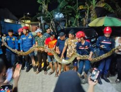 Heboh, Ular Piton “Raksasa” 6 Meter Sembunyi di Kolong Rumah Warga Toddopuli Makassar