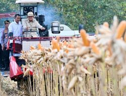 Prabowo Dorong Kemandirian Pangan Nasional, Mensesneg: Cadangan Beras Tembus 5,3 Juta Ton