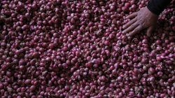 Kementan Jaga Pasokan Bawang Merah Jelang Iduladha, Petani Enrekang Rutin Kirim ke Kalimantan
