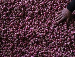 Kementan Jaga Pasokan Bawang Merah Jelang Iduladha, Petani Enrekang Rutin Kirim ke Kalimantan