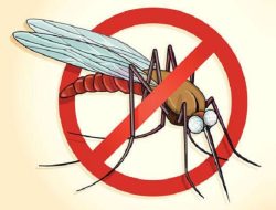412 Kabupaten/Kota di Indonesia Bebas dari Penularan Malaria, Kemenkes: Jangan Lengah