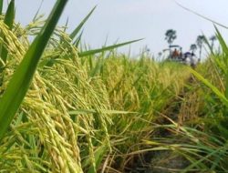 Hadapi Musim Kemarau, Kementan Perkuat Penerapan Teknologi Adaptif